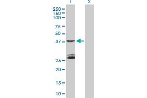 Western Blot analysis of STK19 expression in transfected 293T cell line by STK19 MaxPab polyclonal antibody. (STK19 anticorps  (AA 1-364))