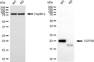 Western blotting analysis using COPS8 antibody (ABIN7798152).