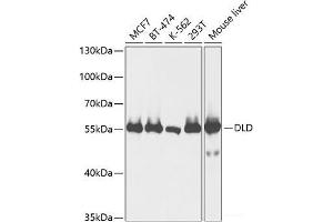 Western blot analysis of extracts of various cell lines using DLD Polyclonal Antibody at dilution of 1:1000. (DLD anticorps)