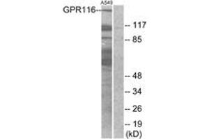 Western blot analysis of extracts from A549 cells, using GPR116 Antibody. (G Protein-Coupled Receptor 116 anticorps  (AA 11-60))