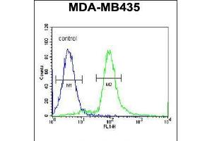 Flow cytometric analysis of MDA-MB435 cells (right histogram) compared to a negative control cell (left histogram). (ARHGAP10 anticorps  (AA 237-263))