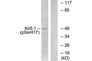 Western blot analysis of extracts from RAW264.