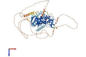 AlphaFold protein structure predicition of Human Recombinant EPB41L5 Protein, UniprotID Q9HCM4