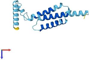 AlphaFold protein structure predicition of Mouse Recombinant Mpc2 Protein, UniprotID Q9D023