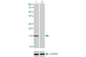 Western blot analysis of NXT1 over-expressed 293 cell line, cotransfected with NXT1 Validated Chimera RNAi (Lane 2) or non-transfected control (Lane 1). (NXT1 anticorps  (AA 1-140))
