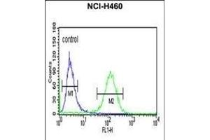 RAB27B Antibody (C-term) (ABIN651177 and ABIN2840113) flow cytometric analysis of NCI- cells (right histogram) compared to a negative control cell (left histogram). (RAB27B anticorps  (C-Term))