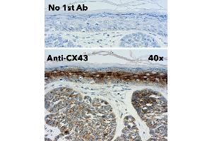 Immunohistochemistry (IHC) image for anti-Gap Junction Protein, alpha 1, 43kDa (GJA1) (C-Term) antibody (ABIN1440034)