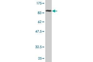 Western Blot detection against Immunogen (86.