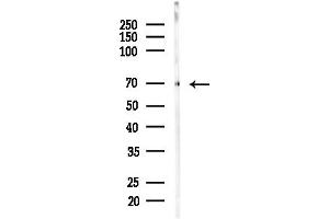 anti-Solute Carrier Organic Anion Transporter Family, Member 1B1 (SLCO1B1) (Internal Region) antibody
