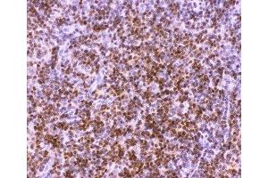 IHC-P: RUNX1 antibody testing of rat thymus tissue (RUNX1 anticorps  (Middle Region))
