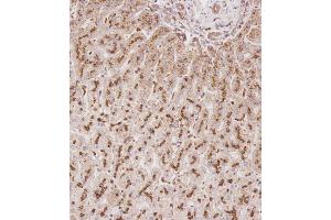 Immunohistochemical analysis of C on paraffin-embedded Human liver tissue.