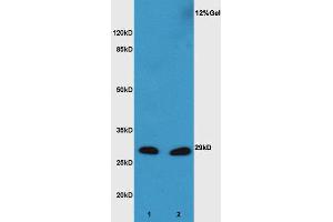 L1 mouse embryo lysate L2 mouse liver lysates probed with Anti XBP1 Polyclonal Antibody, Unconjugated  at 1:3000 for 90 min at 37˚C. (XBP1 anticorps  (AA 51-150))