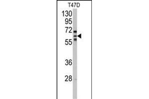 Western blot analysis of anti-CYP2C8 Antibody (N-term) (ABIN392529 and ABIN2842084) in T47D cell line lysates (35 μg/lane). (CYP2C8 anticorps  (N-Term))