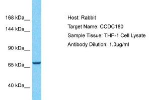 Host: Rabbit Target Name: CCDC180 Sample Type: THP-1 Whole Cell lysates Antibody Dilution: 1. (CCDC180 anticorps  (Middle Region))