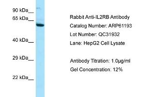 Western Blotting (WB) image for anti-Interleukin 2 Receptor, beta (IL2RB) (C-Term) antibody (ABIN2788713) (IL2 Receptor beta anticorps  (C-Term))