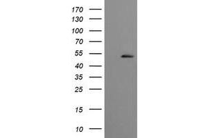 Image no. 1 for anti-Cbl proto-oncogene C (CBLC) (AA 244-474) antibody (ABIN1491264) (CBLC anticorps  (AA 244-474))