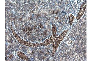 Image no. 1 for anti-Platelet/endothelial Cell Adhesion Molecule (PECAM1) antibody (ABIN1497247) (CD31 anticorps)
