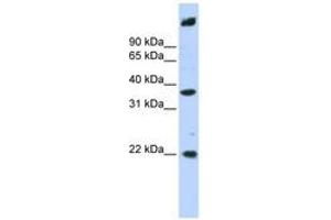 Image no. 1 for anti-Single Stranded DNA Binding Protein 3 (SSBP3) (AA 288-337) antibody (ABIN6741311) (SSBP3 anticorps  (AA 288-337))