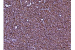 IHC analysis of Cxcr3 using anti-Cxcr3 antibody (ABIN7599273).