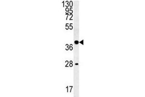 WNT8B antibody western blot analysis in K562 lysate (WNT8B anticorps  (AA 323-351))