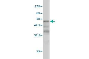 Western Blot detection against Immunogen (54.