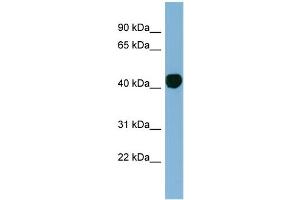 WB Suggested Anti-H2AFY Antibody Titration: 0. (H2AFY anticorps  (N-Term))