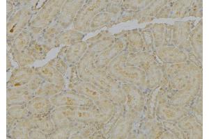 ABIN6279587 at 1/100 staining Mouse kidney tissue by IHC-P. (MT-ND4L anticorps)