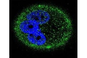 Confocal immunofluorescent analysis of MAPK15 antibody with MCF-7 cells followed by Alexa Fluor 488-conjugated goat anti-mouse lgG (green).