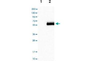 Western blot analysis of Lane 1: Negative control (vector only transfected HEK293T lysate), Lane 2: Over-expression Lysate (Co-expressed with a C-terminal myc-DDK tag (~3. (APOH anticorps)