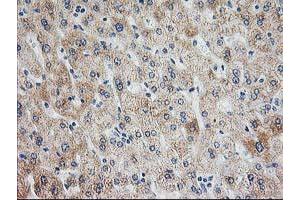 Image no. 2 for anti-Adenylate Kinase 4 (AK4) antibody (ABIN1496526)