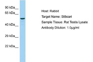 WB Suggested Anti-St8sia4 Antibody   Titration: 1. (ST8SIA4 anticorps  (C-Term))