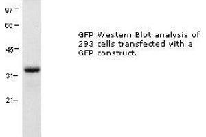 Image no. 1 for anti-Green Fluorescent Protein (GFP) antibody (ABIN274269) (GFP anticorps)