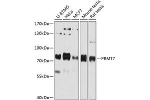 Western blot analysis of extracts of various cell lines, using PRMT7 antibody (ABIN6129631, ABIN6146234, ABIN6146235 and ABIN6215747) at 1:3000 dilution. (PRMT7 anticorps  (AA 513-692))