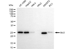 Western blotting analysis using bcl2 antibody (ABIN7797721).