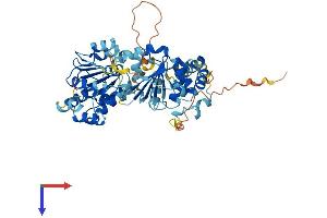 AlphaFold protein structure predicition of Mouse Recombinant Ddx56 Protein, UniprotID Q9D0R4