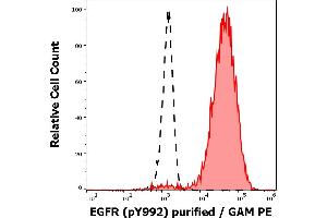Separation of EGF stimulated A431 cell suspension stained using anti-human EGFR (pY1173) (EM-13) purified antibody (concentration in sample 3 μg/mL, GAM PE, red-filled) from EGF stimulated A431 cell suspension unstained by primary antibody (GAM PE, black-dashed) in flow cytometry analysis (intracellular staining). (EGFR anticorps  (Tyr1173))