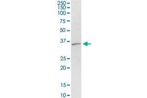 ARRB2 monoclonal antibody (M06), clone 4D2.