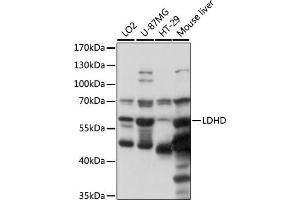 Western blot analysis of extracts of various cell lines, using LDHD antibody (ABIN7268173) at 1000 dilution.
