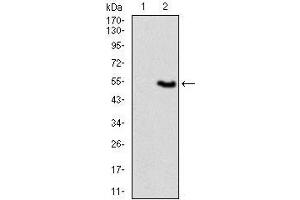 Western blot analysis using VAV1 mAb against HEK293 (1) and VAV1 (AA: 121-324)-hIgGFc transfected HEK293 (2) cell lysate.