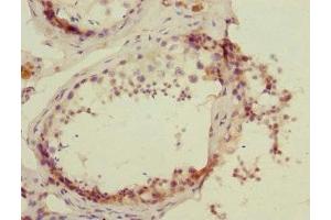 Immunohistochemistry of paraffin-embedded human testis tissue using ABIN7164721 at dilution of 1:100 (PROK2 anticorps  (AA 20-129))