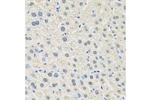 Immunohistochemistry of paraffin-embedded mouse liver using SLC3A2 antibody.