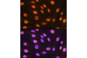 Immunofluorescence analysis of H9C2 cells using GTF3C3 Rabbit pAb (ABIN7267374) at dilution of 1:100.