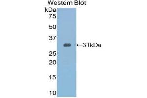 Western Blotting (WB) image for anti-Toll Interacting Protein (TOLLIP) (AA 19-254) antibody (ABIN1860825) (TOLLIP anticorps  (AA 19-254))