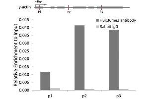 Chromatin immunoprecipitation analysis of γ-actin gene from 293 cell line, using DiMethyl-Histone H3-K36 antibody.