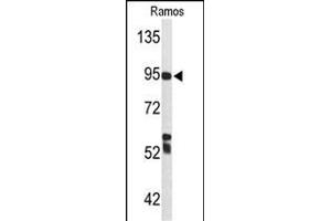 Western blot analysis of C7 Antibody (Center) (ABIN653210 and ABIN2842751) in Ramos cell line lysates (35 μg/lane). (C7 anticorps  (Center))