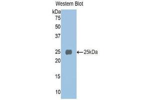 Western Blotting (WB) image for anti-alpha 1 Microglobulin/bikunin precursor (AMBP) (AA 20-202) antibody (ABIN1077776)