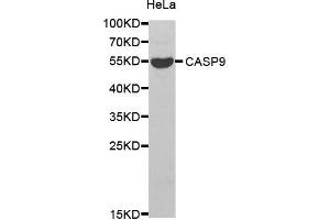 Western blot analysis of extracts of HeLa cell line, using CASP9 antibody. (Caspase 9 anticorps)