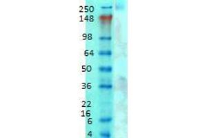 Western Blotting rat brain membrane 1 in 1000 Cav3 copy.