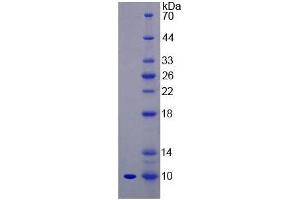 SDS-PAGE of Protein Standard from the Kit (Highly purified E.