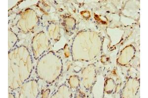 Immunohistochemistry of paraffin-embedded human thyroid tissue using ABIN7162370 at dilution of 1:100